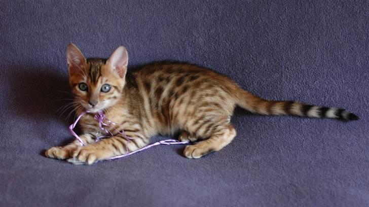 Bengal Sweet Nancy of Golden Haz - Mini Model billede 11