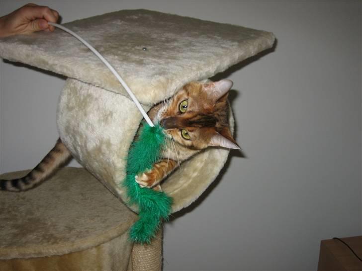 Bengal Sweet Nancy of Golden Haz billede 12