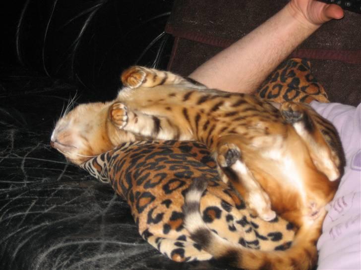 Bengal Sweet Nancy of Golden Haz - Far,din armhule STINKER!!! billede 13