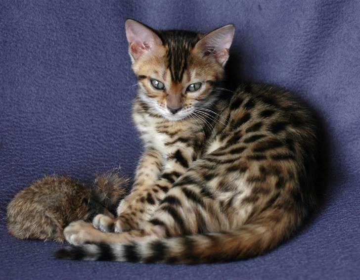 Bengal Mallory of Golden Haze DK billede 7