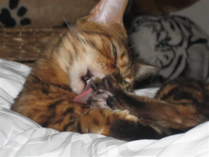 Bengal Mallory of Golden Haze DK - Lakrids er altid godt... billede 8