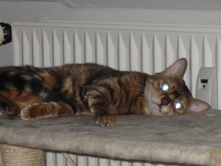 Bengal Mallory of Golden Haze DK billede 9