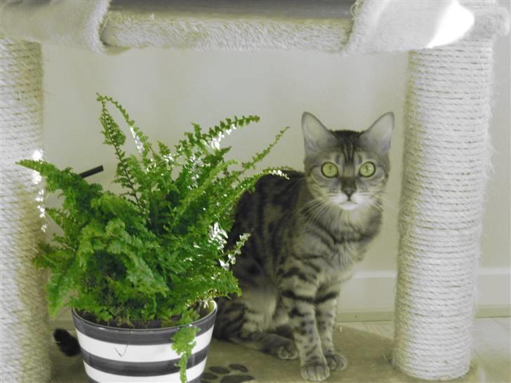 Bengal Mallory of Golden Haze DK billede 10