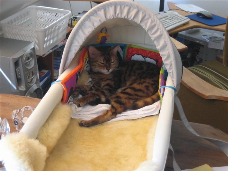 Bengal Mallory of Golden Haze DK - Hey,Babyen smagte godt..;-) billede 11