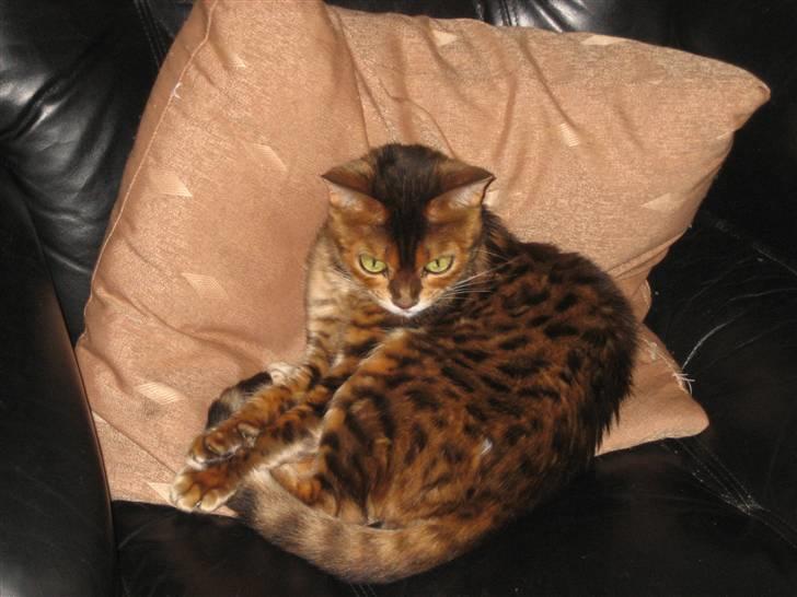 Bengal Mallory of Golden Haze DK billede 12