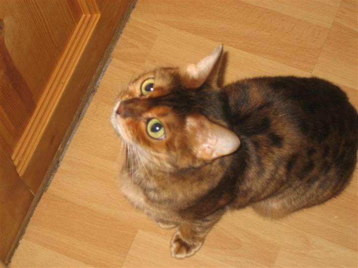 Bengal Mallory of Golden Haze DK - Klar,parat,spring... billede 13