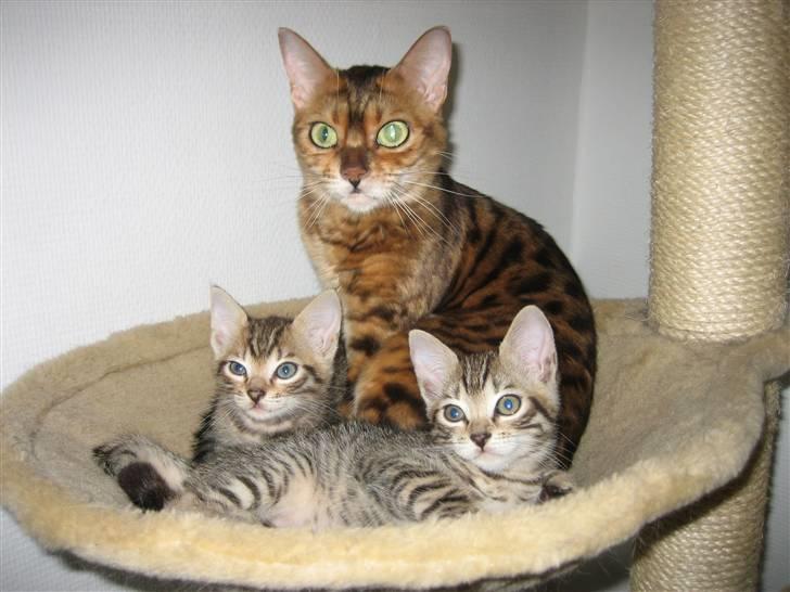 Bengal Mallory of Golden Haze DK - Mor og sine 2 Drenge billede 14