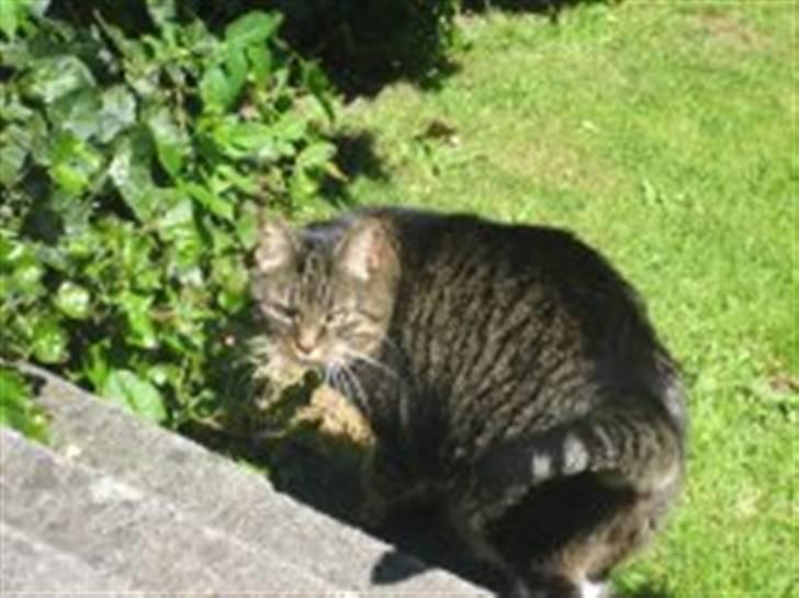 Huskat                      Bubu - Velkommen til Bubu´s profil :) billede 1