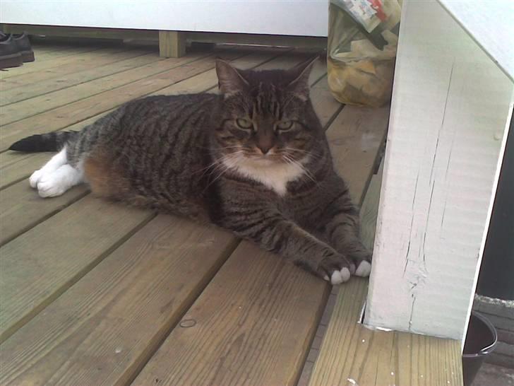 Huskat                      Bubu - den terresse hvor jeg første gang blev lukket ind :D billede 2