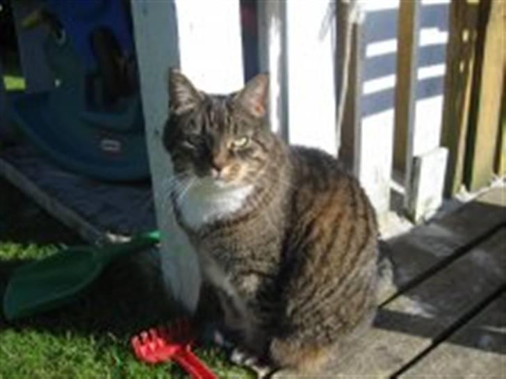 Huskat                      Bubu - en sommerdag ude ved sandkassen, som er dækket til så jeg ikke tisser i den :) billede 3