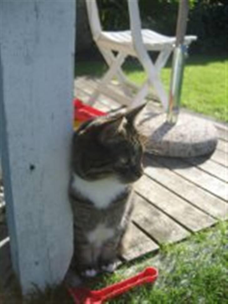 Huskat                      Bubu - skal man kigge ind i kameraet hele tiden ? :P billede 4