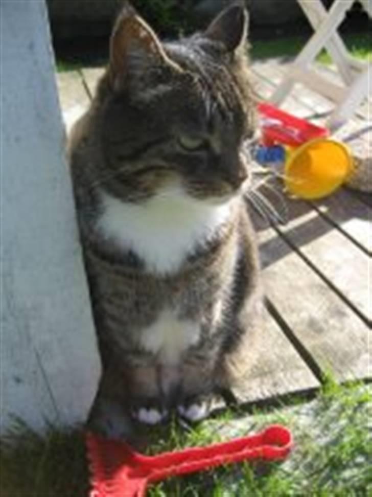 Huskat                      Bubu - er jeg da ikke køn ? :) billede 5