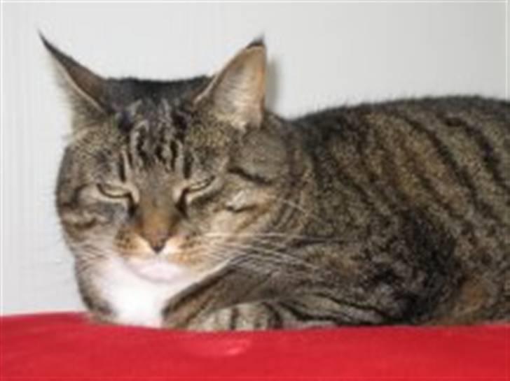 Huskat                      Bubu - på min ejers dejlig store røde pude. :) billede 6