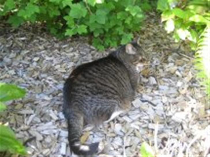 Huskat                      Bubu - se hvor fed jeg er :D billede 7