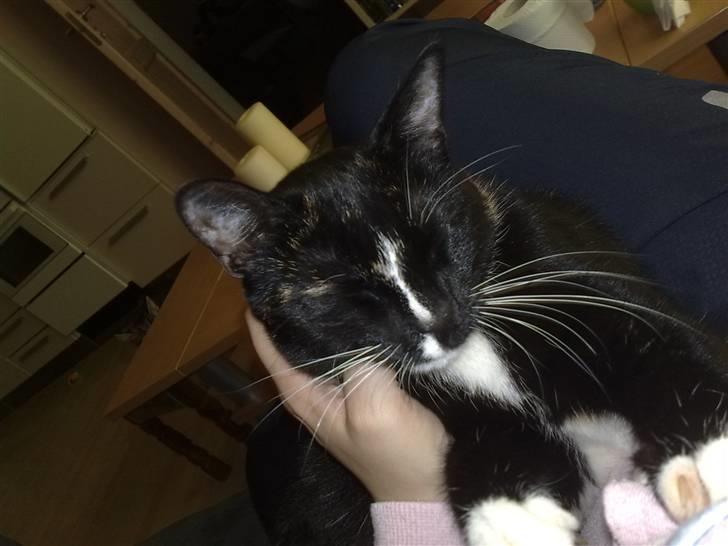 Huskat Tila billede 9