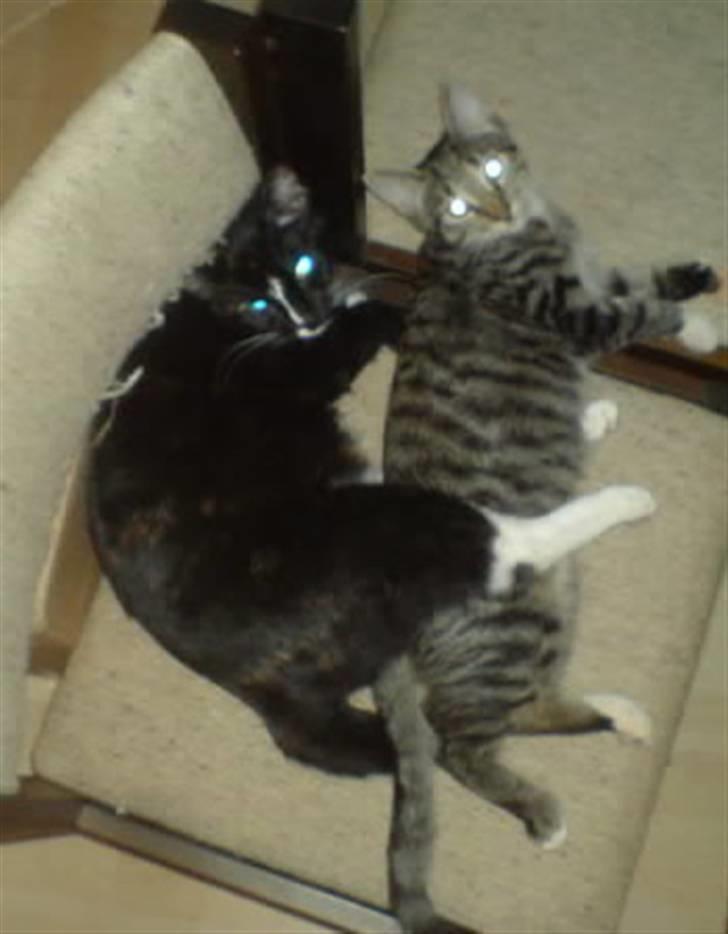 Huskat Tila billede 10