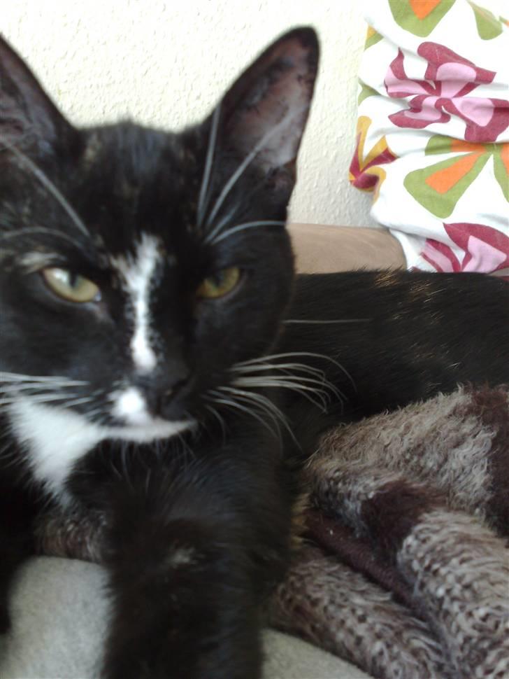 Huskat Tila billede 11