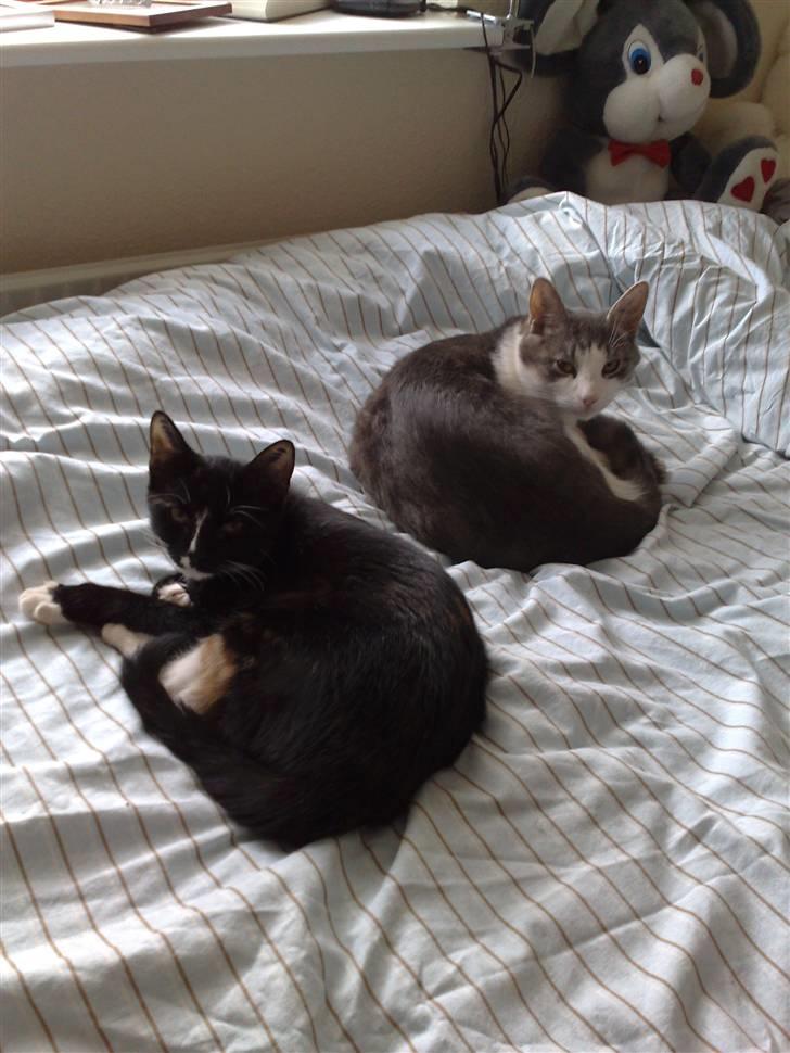 Huskat Tila billede 12