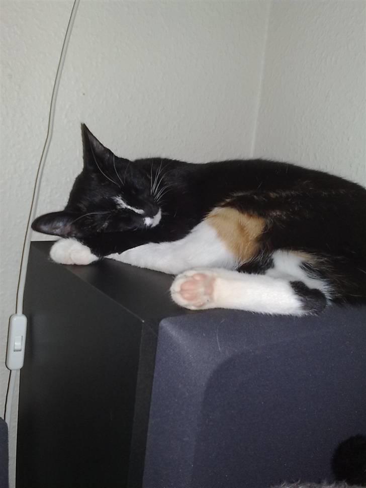 Huskat Tila billede 14