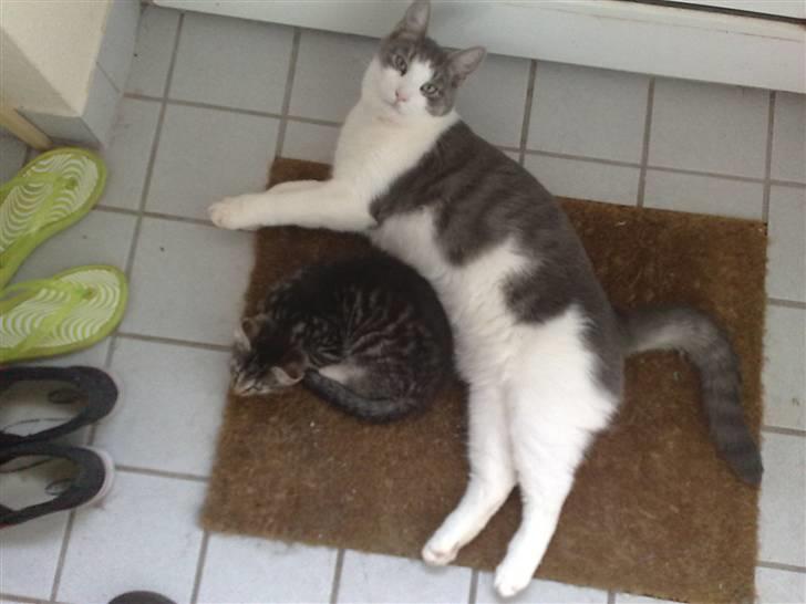 Huskat Tumle billede 11