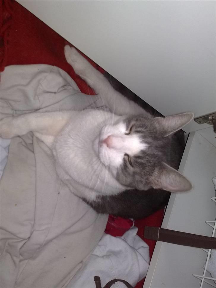 Huskat Tumle billede 12