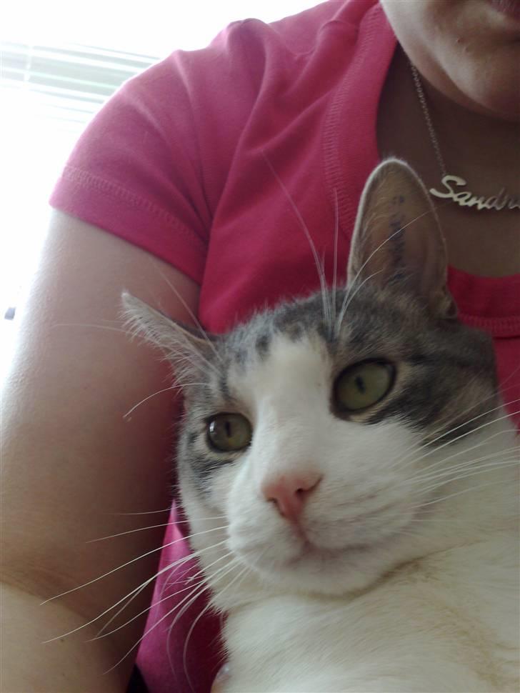 Huskat Tumle billede 13