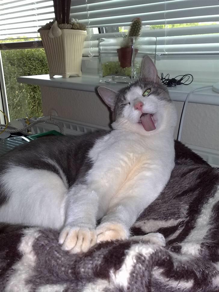 Huskat Tumle billede 14