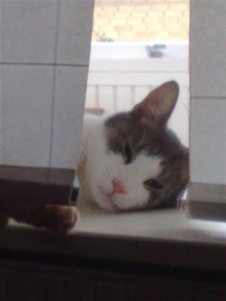 Huskat Tumle billede 15