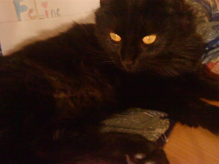 Blanding af racer Feline R.I.P billede 14