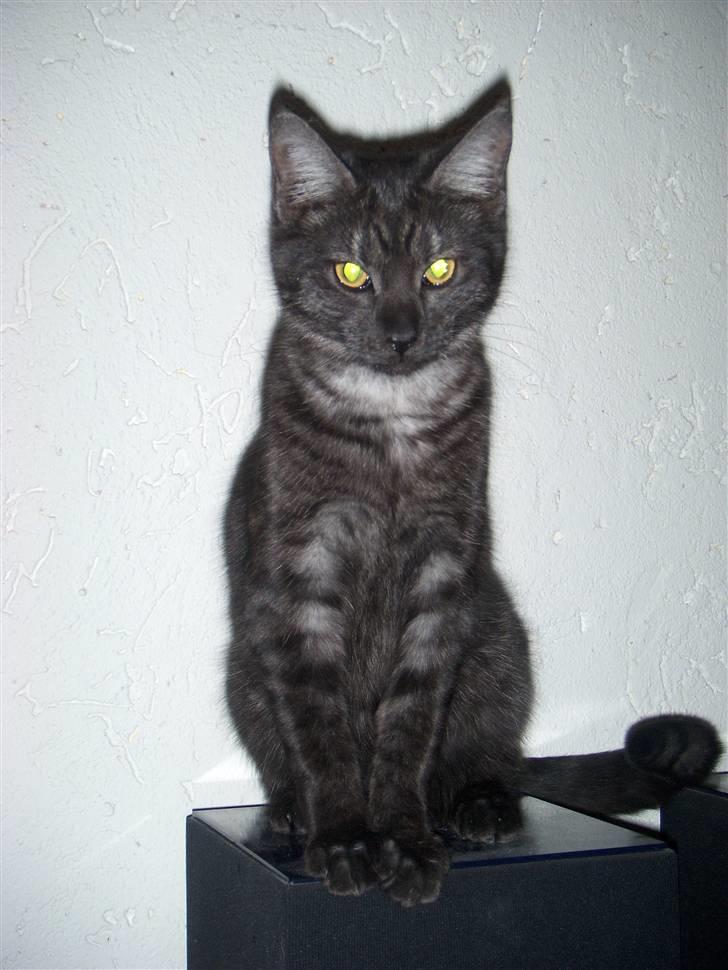 Blanding af racer Cirkeline **DØD** - Er jeg ikke bare folt?. billede 1