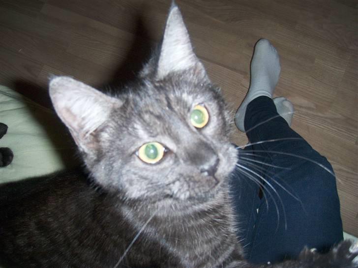 Blanding af racer Cirkeline **DØD** - Ja det er så mig. billede 2