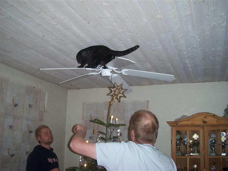 Blanding af racer Cirkeline **DØD** - Ja men kan da altså få en sving om tur.   billede 3