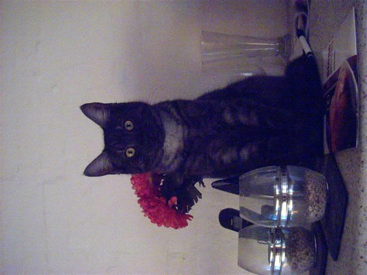 Blanding af racer Cirkeline **DØD** - ups, de så mig oppe på bordet. billede 4