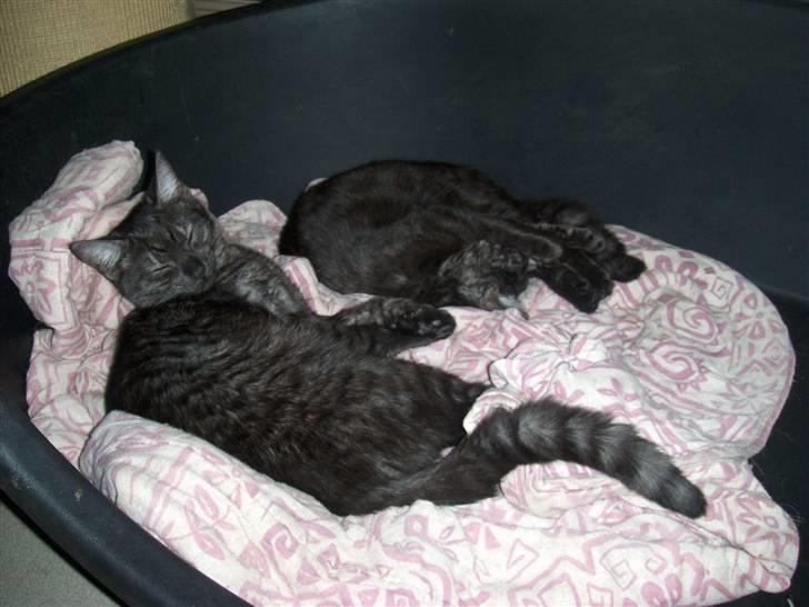 Blanding af racer Cirkeline **DØD** - mig og søster slapper af i hundekurven. Mig til venstre og Emma til højre. billede 5