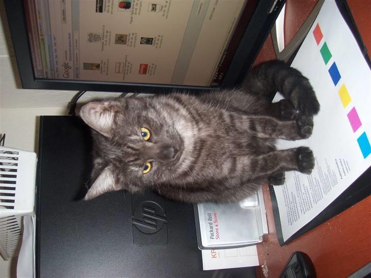 Blanding af racer Cirkeline **DØD** - Skulle lige se hvad de lavede på computene. billede 6