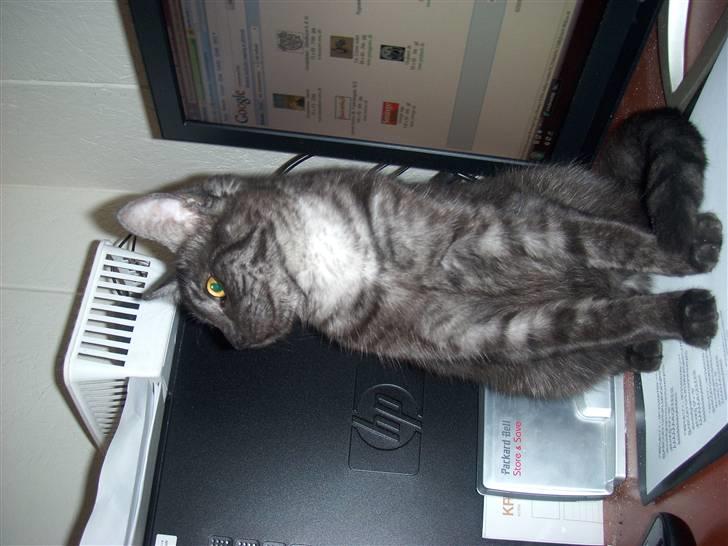 Blanding af racer Cirkeline **DØD** - Ja det er så mig. billede 7