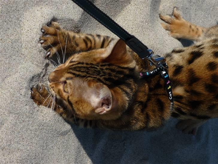 Bengal Kaiser - ahhh dejligt en stor sandkasse :D billede 6