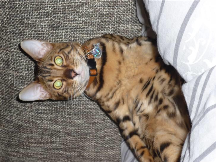 Bengal Kaiser - Han er bare mors tykke hankat :P billede 7