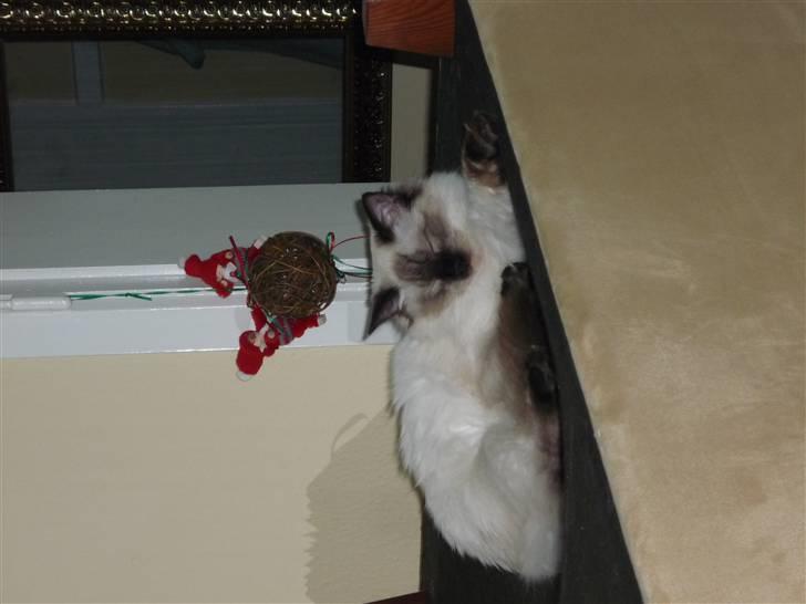 Ragdoll Pippin - hehe afslapning i 1-klasse billede 6