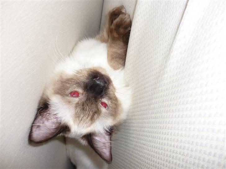 Ragdoll Pippin - en tur under laget er altid skønt :D billede 7