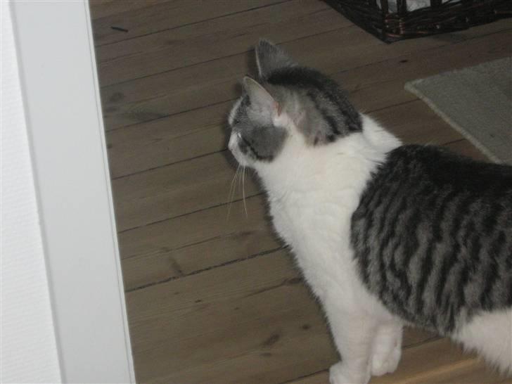 Huskat » Nina †6/05.08† <3 - Når vi engang ses igen, er jeg i himlen... <3 billede 14