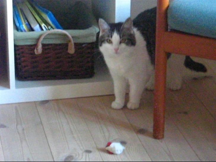 Huskat » Nina †6/05.08† <3 -  Hej :) billede 15