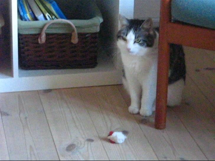 Huskat » Nina †6/05.08† <3 - Farvel :`) Læg gerne en komentar ?? Så bliver jeg glad billede 16