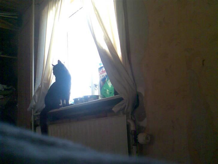 Huskat black jack R.I.P - min mis billede 1