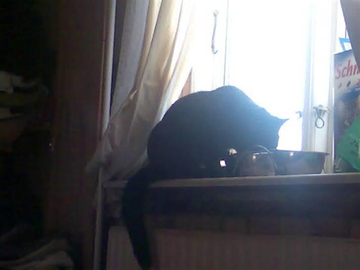 Huskat black jack R.I.P - jeg spiser billede 2