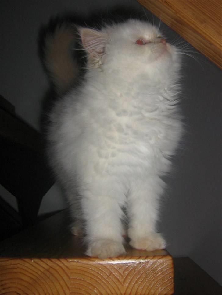 Colorpoint BIBI - Skal lige op og kigge hvad der er ovenpå.. billede 12