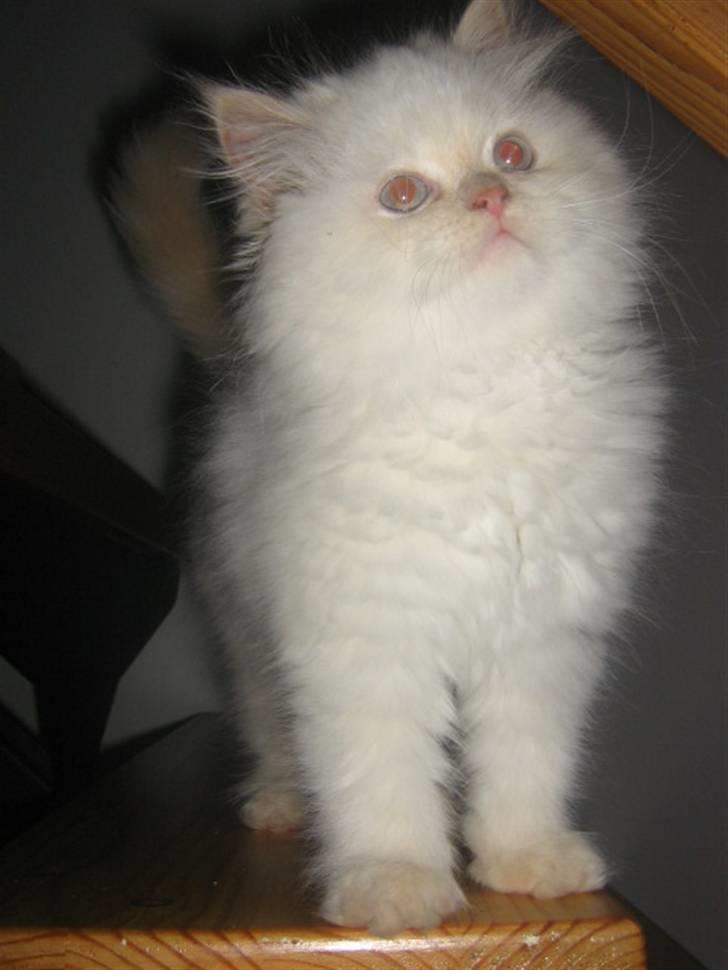 Colorpoint BIBI billede 13