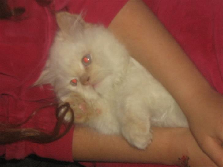 Colorpoint BIBI - Efter en lang børste tur, er det nu dejligt at læg her og hygge.. billede 14