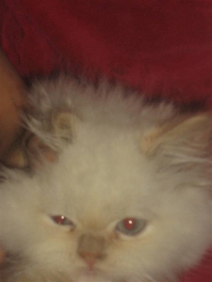 Colorpoint BIBI - ej hvor bliver man træt efter en børste tur. billede 15