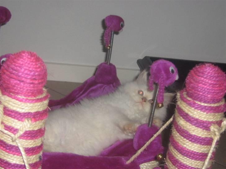 Colorpoint BIBI - Hvad vil i nu.. billede 16